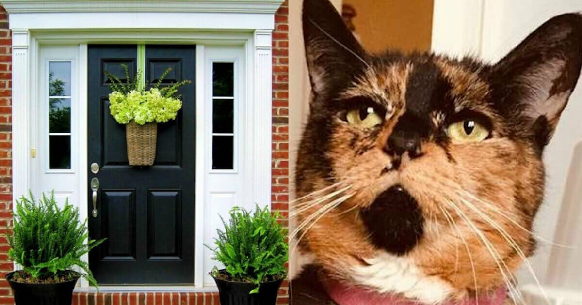 Stray Cat Keeps Meowing Outside Family's Door His True Motive Is