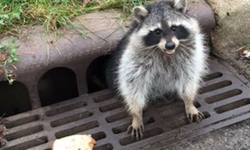 Rescuers Spot Terrified Raccoon Stuck In Sewer Gratethey Inch Closer Then Burst Into Laughter 7766