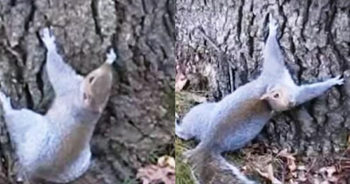 Squirrel Gets Drunk On Fermented Pumpkin And Battles A Tree