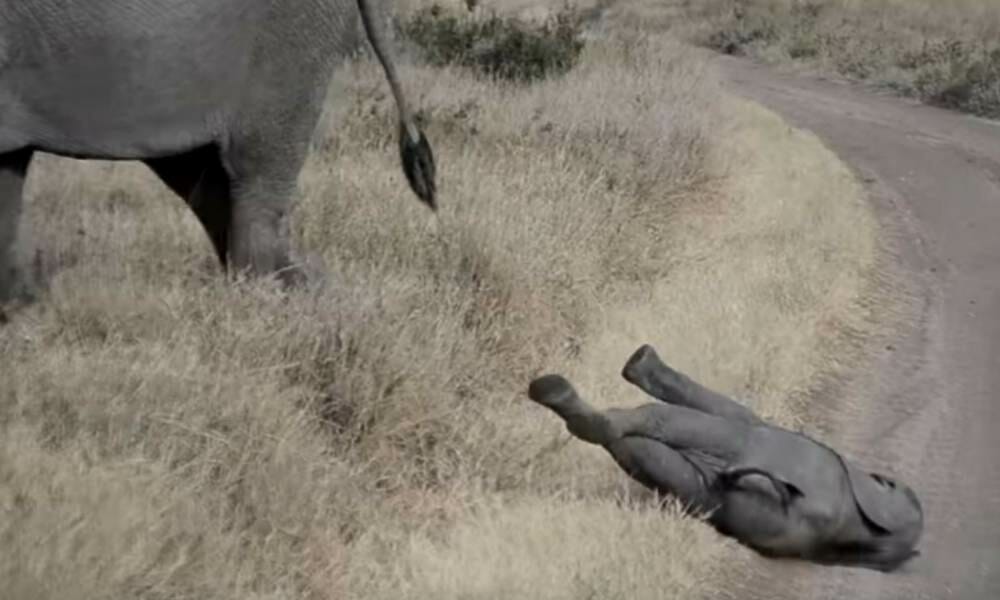 Baby Elephant Throws A Temper Tantrum...Mom's Hilarious Reaction Is So