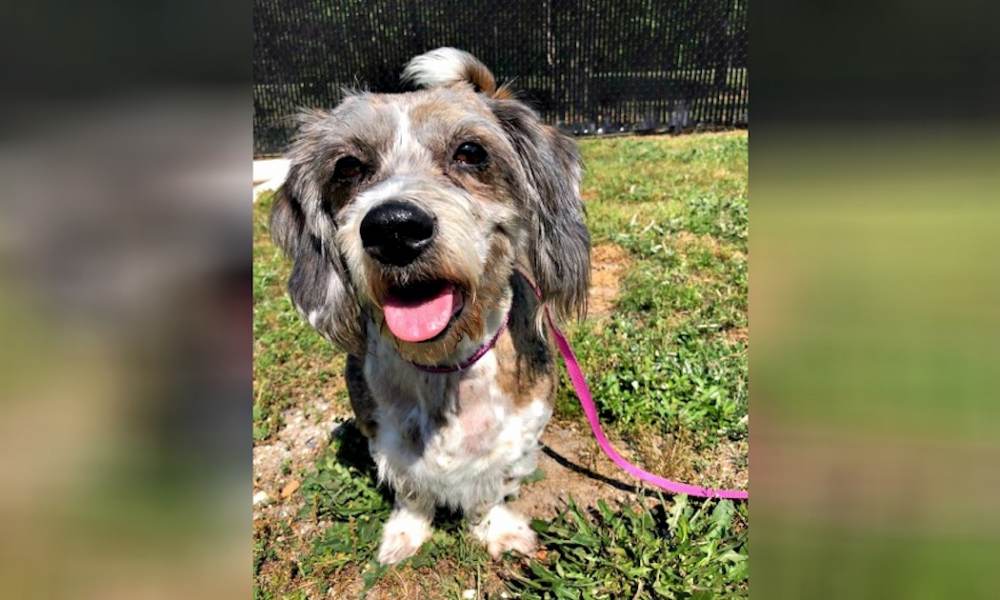 Senior Pup Dumped On The Street With A Note Rescuers Read It And Choke Back A Sob