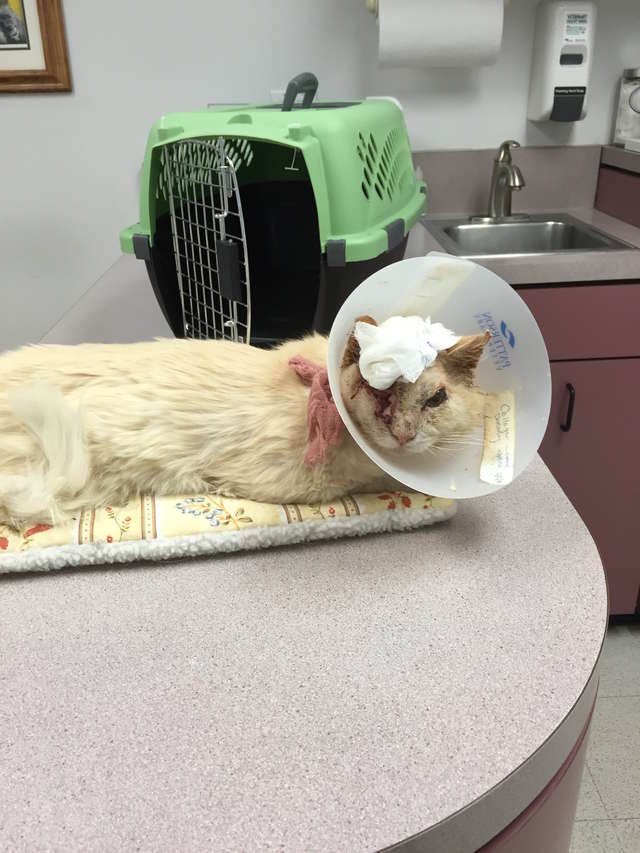 Vet Says Cat With Severe Burns Should Be Put Down, But Rescuers Spot